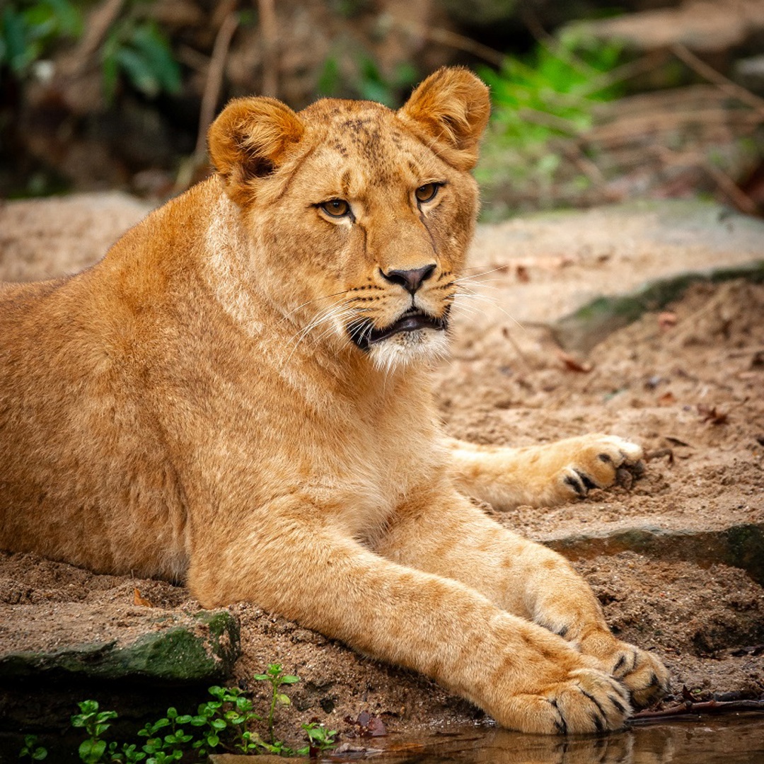 ZOO Antwerpen Nieuw