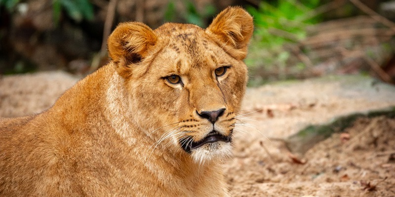 ZOO Antwerpen Nieuw