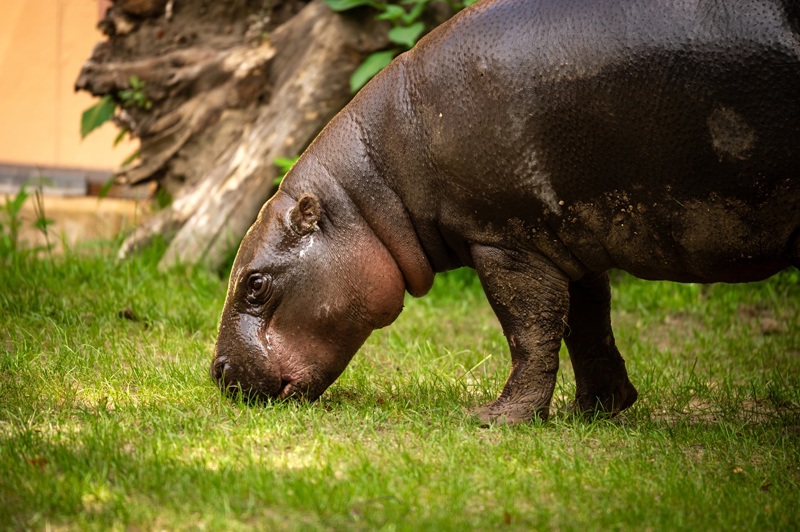 ZOO Antwerpen NIEUW