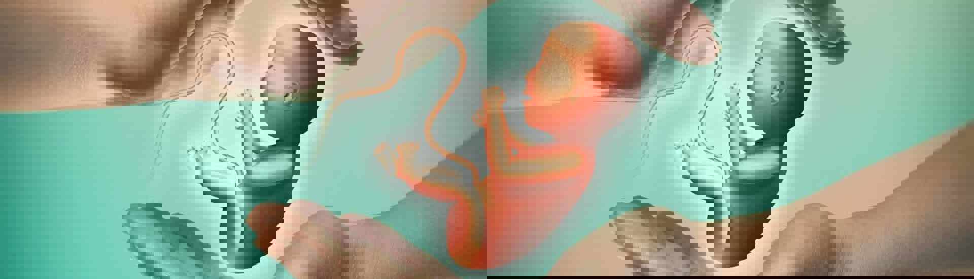 Tekening embryo tussen twee handen: bescherm je baby tegen hormoonverstoorders