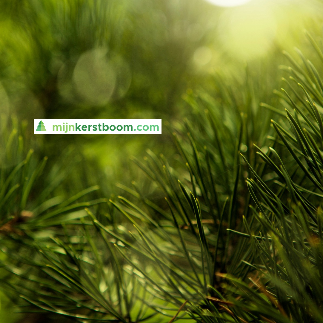 kerstboom