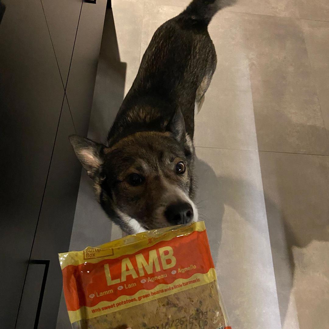 Butternut Box Uitgetest Hond Millo Maaltijd Lamb
